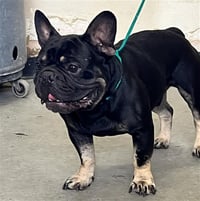 OLIVER - Photo 1