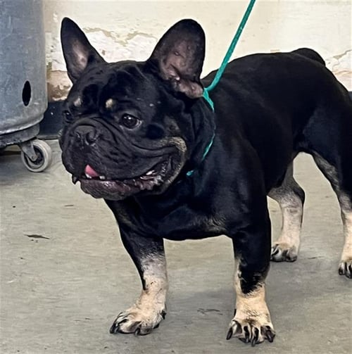 OLIVER - French Bulldog available for adoption