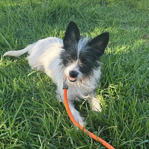 A887668 - Norwich Terrier available for adoption