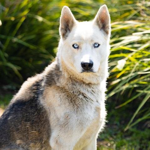 *BABY - Husky available for adoption