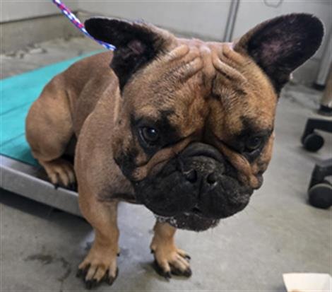 BULLY BOY - French Bulldog available for adoption