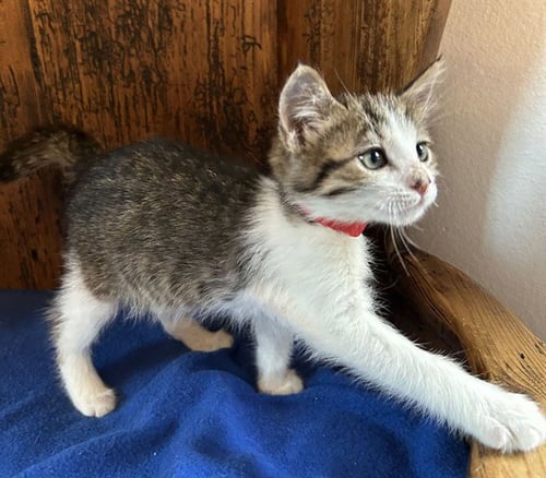 *REDDY - Domestic Short Hair available for adoption