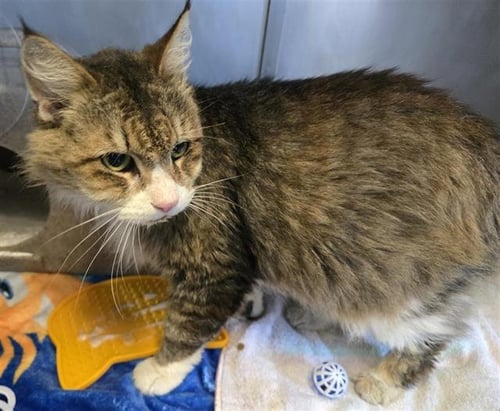 A888235 - Domestic Long Hair available for adoption