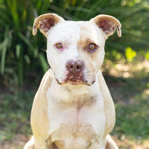 RUFUS - Pit Bull Terrier available for adoption