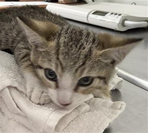 A887569 - Domestic Short Hair available for adoption