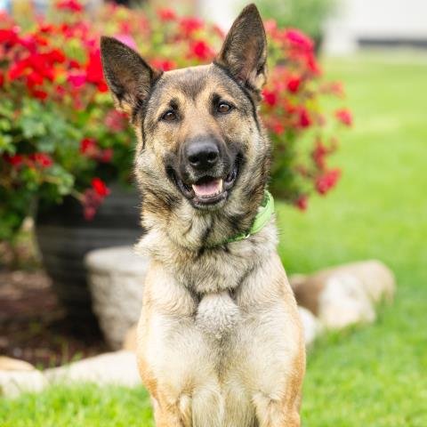 HONEY - Belgian Shepherd Malinois / German Shepherd Dog available for adoption