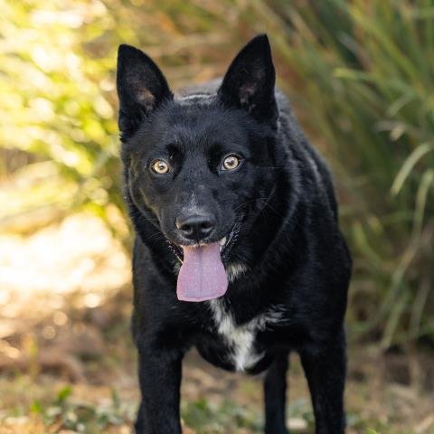 *SYDNEY - Australian Kelpie available for adoption