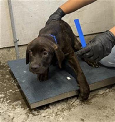 JEANS - Cane Corso Mastiff / Doberman Pinscher available for adoption