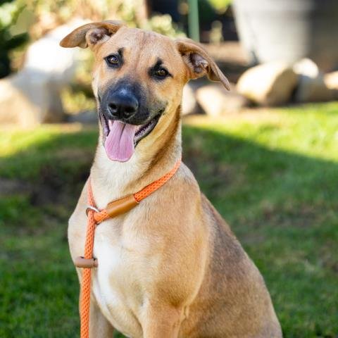 *GRAVY - Belgian Shepherd Malinois available for adoption