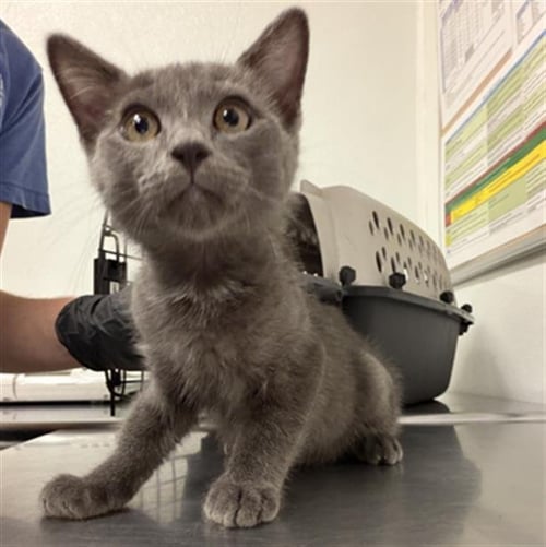 A889322 - Domestic Short Hair available for adoption