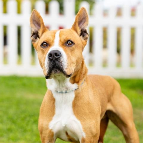 *FRANKLIN - Pit Bull Terrier available for adoption