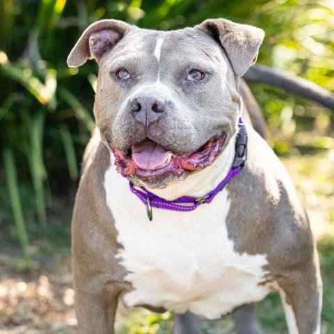 *SQUISH - Pit Bull Terrier available for adoption