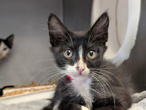 A887390 - Domestic Short Hair available for adoption