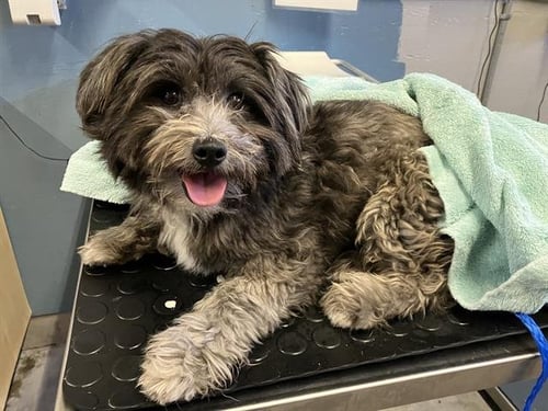 A888279 - Havanese available for adoption