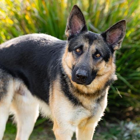 *VIRGO - German Shepherd Dog available for adoption