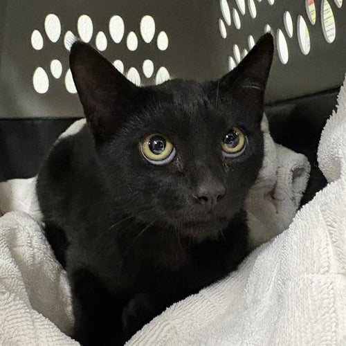 A888671 - Domestic Short Hair available for adoption