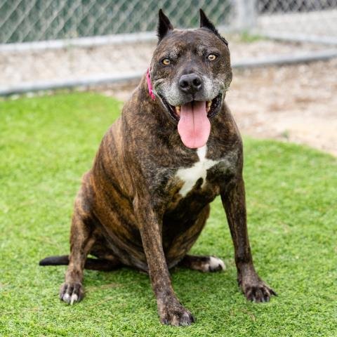 *BUBAH - Pit Bull Terrier available for adoption