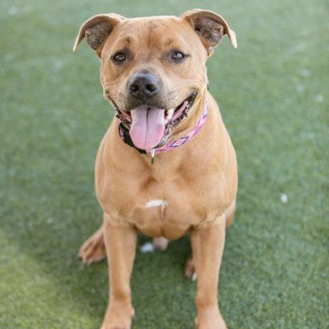 BROWNIE - Pit Bull Terrier available for adoption