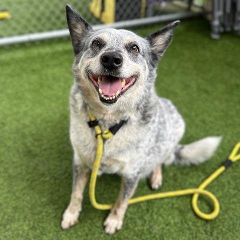 DUSTY - Australian Cattle Dog/Blue Heeler available for adoption