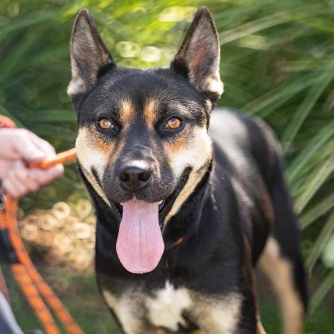 *RILEY - Australian Cattle Dog/Blue Heeler available for adoption