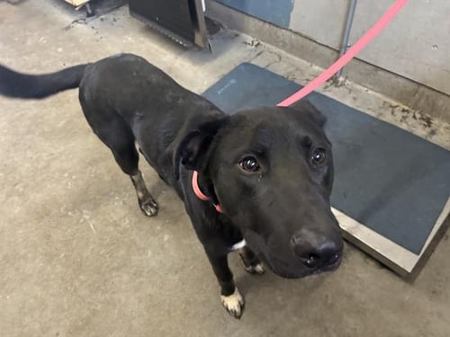 A887990 - Labrador Retriever / German Shepherd Dog available for adoption