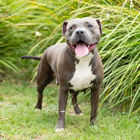 *SILKA - Pit Bull Terrier available for adoption