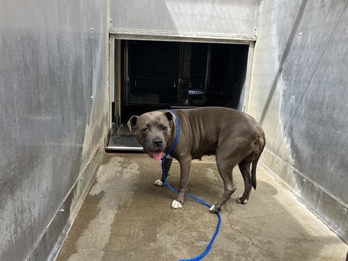 *SILKA - Pit Bull Terrier available for adoption