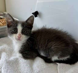 *BEAU - Domestic Short Hair available for adoption