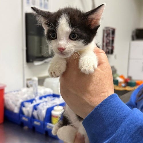 A887260 - Domestic Short Hair available for adoption