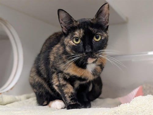 DIXIE - Domestic Short Hair available for adoption