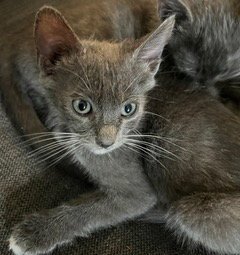*BOOTS - Domestic Short Hair available for adoption