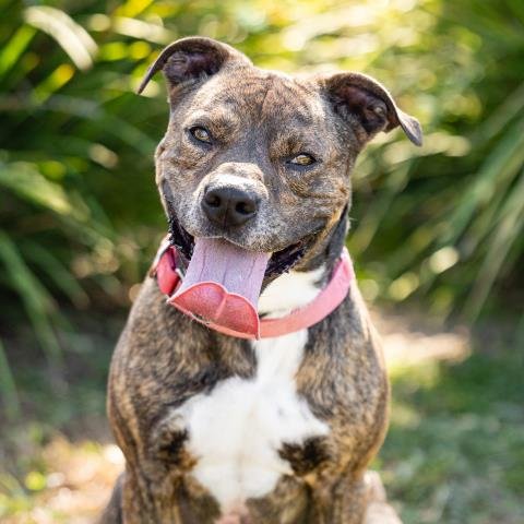 *DALTON - Pit Bull Terrier available for adoption
