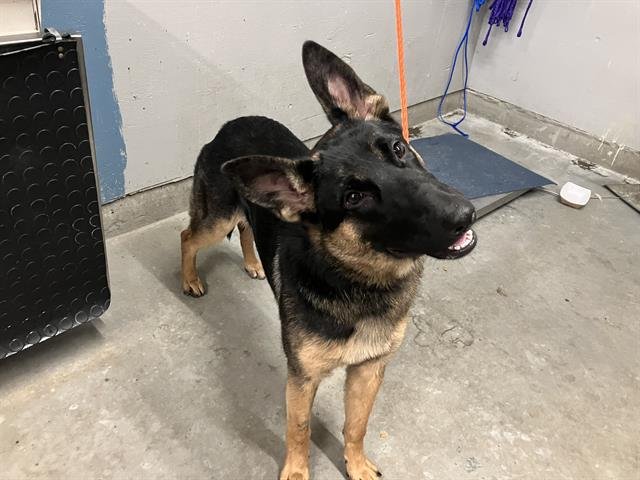 *NIKITA - German Shepherd Dog available for adoption