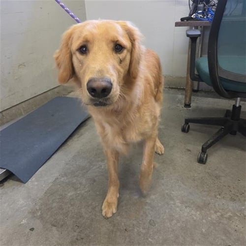 *FINN - Golden Retriever available for adoption