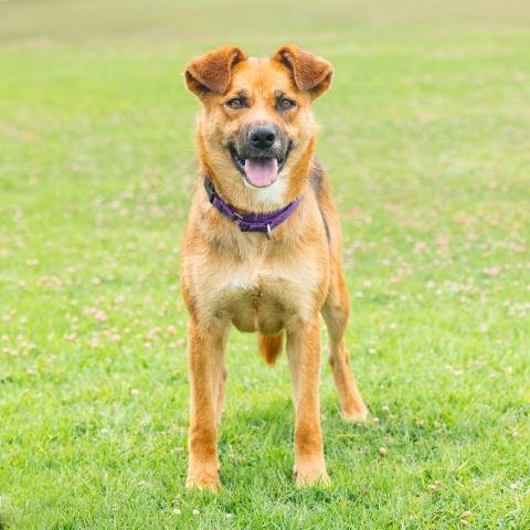 JADA - German Shepherd Dog available for adoption