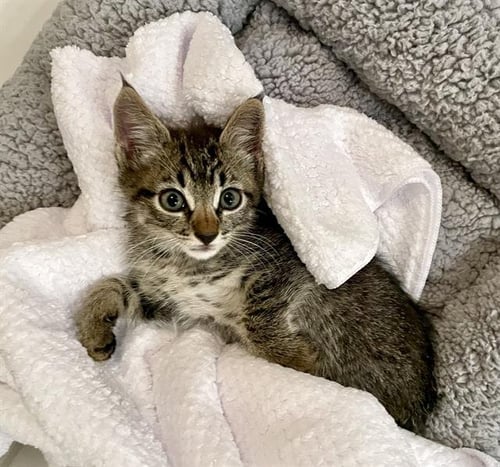 *PUKA NACUA - Domestic Short Hair available for adoption