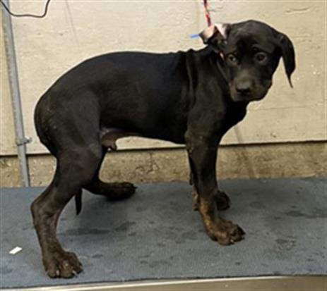 A886825 - Cane Corso Mastiff available for adoption