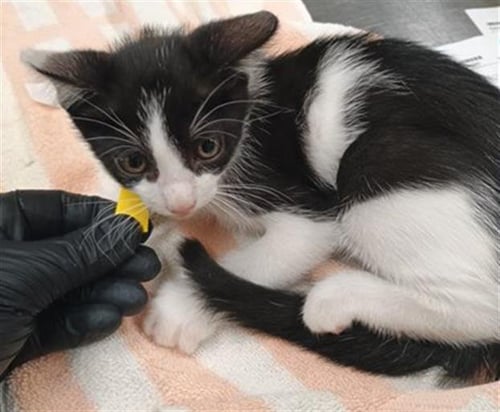 A888743 - Domestic Short Hair available for adoption