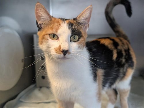 A888009 - Domestic Short Hair available for adoption