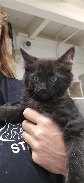 A887648 - Domestic Short Hair available for adoption
