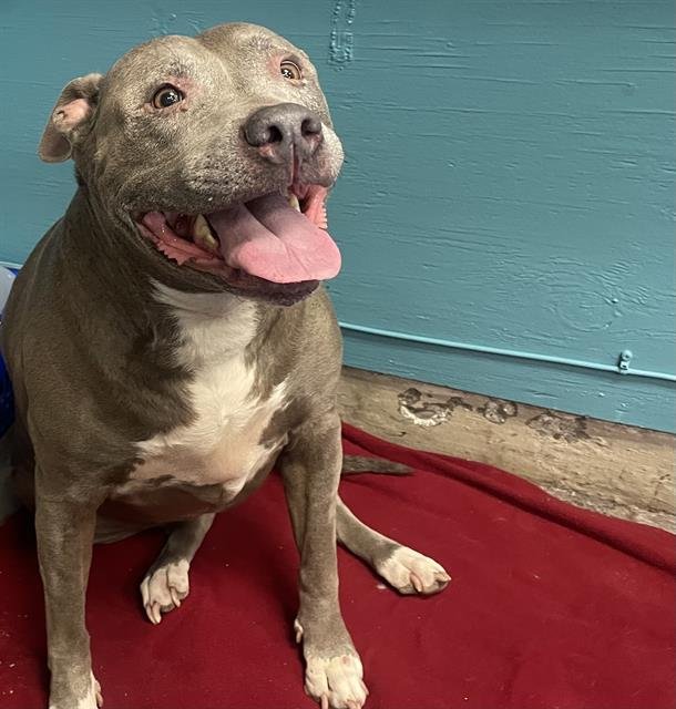 ANGEL - Pit Bull Terrier available for adoption