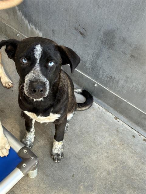 A889434 - German Shepherd Dog available for adoption