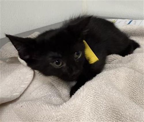 A886837 - Domestic Short Hair available for adoption