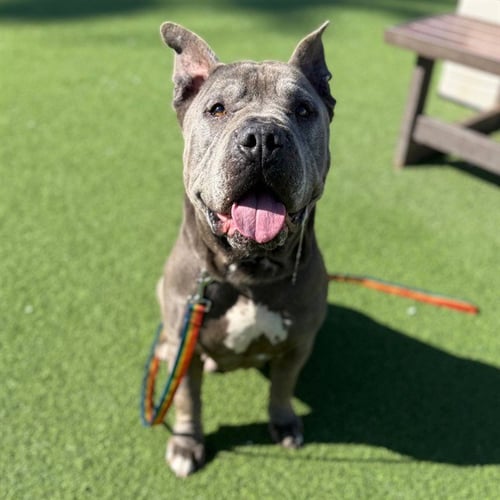 DIESEL - Pit Bull Terrier available for adoption