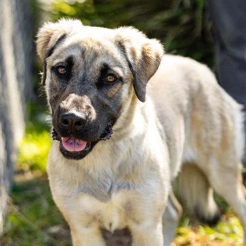 *DUCKY - Anatolian Shepherd available for adoption