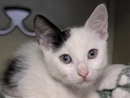 A887391 - Domestic Short Hair available for adoption
