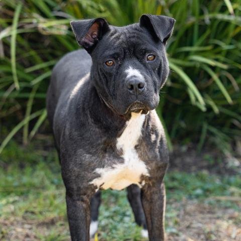 *MAYA - Pit Bull Terrier / Chinese Shar-Pei available for adoption