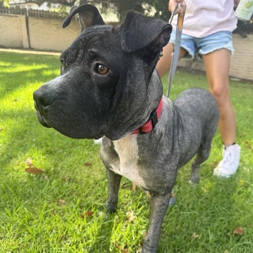 *MAYA - Pit Bull Terrier / Chinese Shar-Pei available for adoption