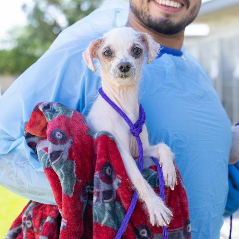 *BINGO - Poodle (Miniature) available for adoption