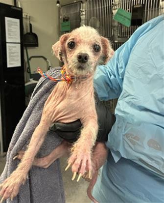 *BINGO - Poodle (Miniature) available for adoption